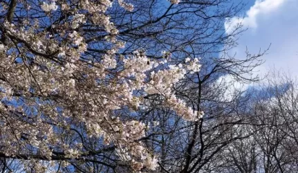 Į Vilnių atvyksta garsus Japonijos kraštovaizdžio architektas, „Japoniško sodo“ Vilniuje projekto autorius Shiro NAKANE – Rotušėje vyks projekto pristatymas