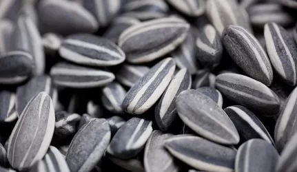 Alternatyvus betonas iš saulėgrąžų lukštų