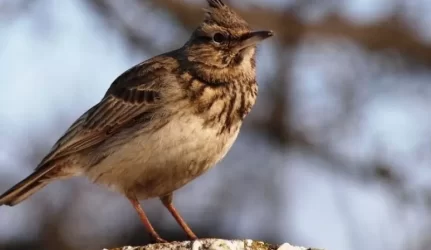 Kieme čiulbantys paukščiai gali lemti didesnę NT kainą