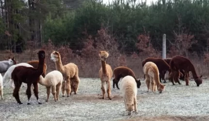 Lietuvos ūkininkei žoliapjovę atstoja pulkelis alpakų