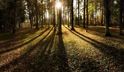 Seimas paspartino valstybinių miškų kirtimą?