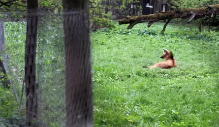 Kauno zoologijos sodo rekonstrukcija