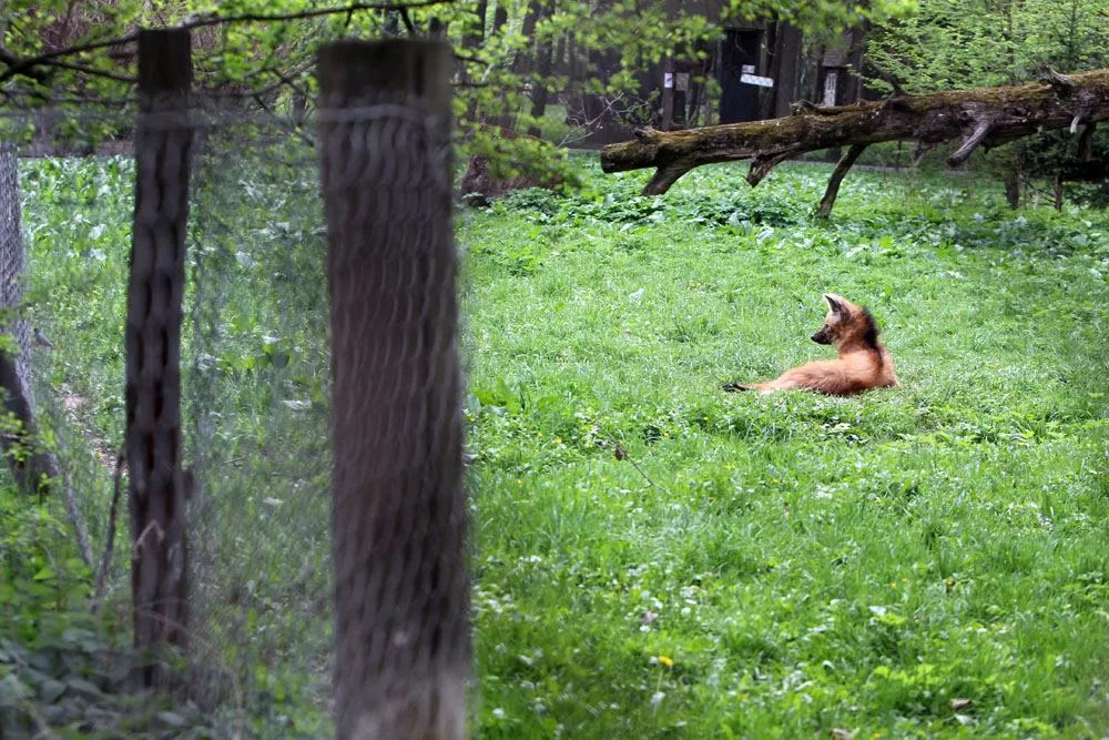 Kauno zoologijos sodo rekonstrukcija