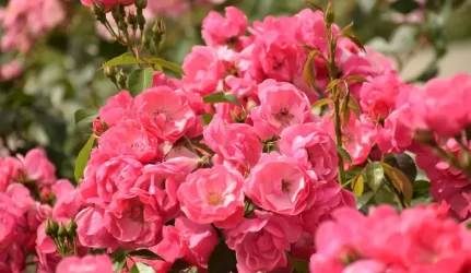 Savanoriai atsodina seniausią Lietuvoje rožyną