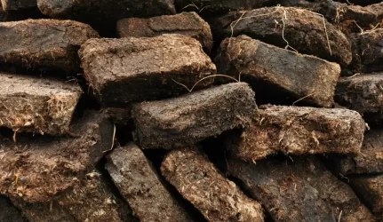 Lietuviškos durpės tampa auksu: jose auga bananai ir eukaliptai