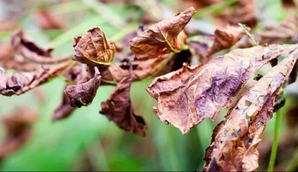 Specialistas: medžių būklė blogėja ir dėl augimo sąlygų