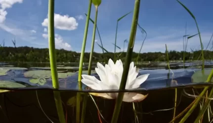 Kaip teisingai išsikasti kūdrą?