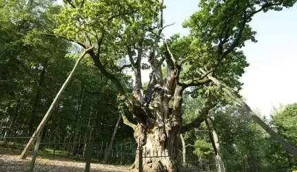 Ažuolynų atkūrimo programa: užsimota pasodinti 10 tūkst. hektarų