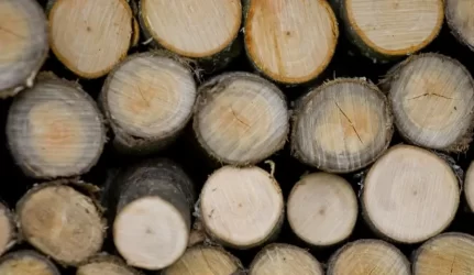 Sugriežtinti reikalavimai medienos vežėjams