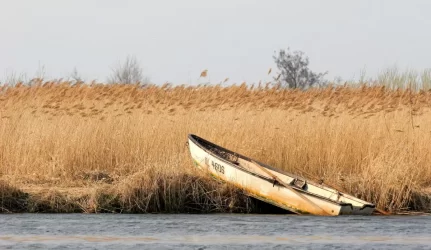 Žuvinto nendrės virsta į biokurą