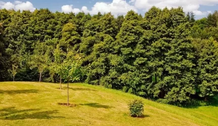 Kaišiadorių rajone bus pasodintas Europos miškas