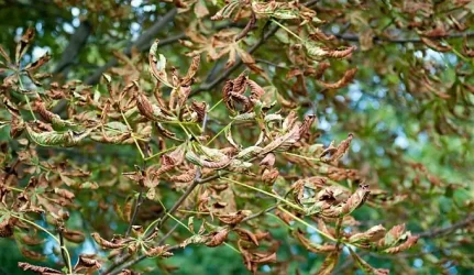 Specialistai: norėdami padėti miesto medžiams, turėtume rečiau pjauti vejas