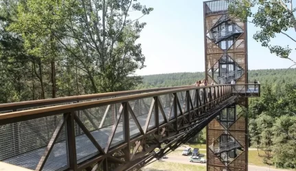 Anykščių šilelyje jau kyla medžių lajų takas