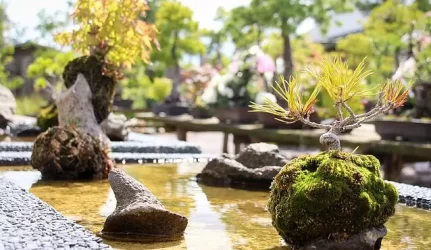 Japoniško sodo kūrimas Vilniuje