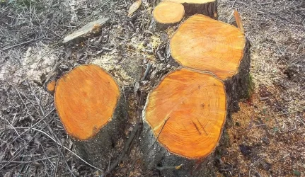 Papildomas mokestis miško savininkams gali turėti neigiamų pasekmių