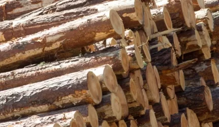 žaliavinės medienos pardavimas