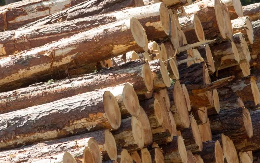 žaliavinės medienos pardavimas