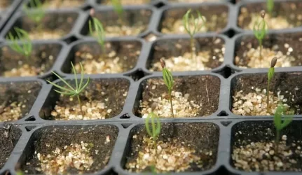 sodinimo kalendorius