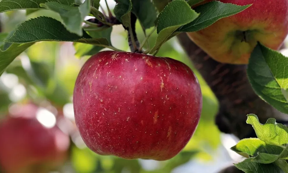 Individualių obelų sodų bendros apsaugos nuo kenkėjų ir ligų priemonės