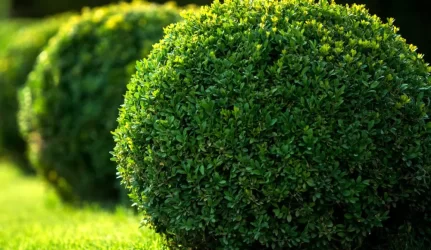 Buxus sempervirens
