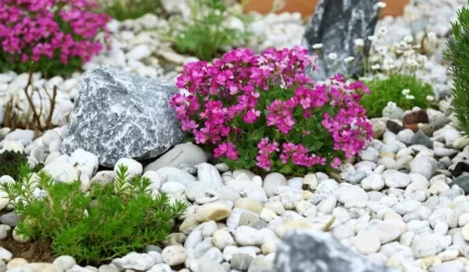 Gėlės alpinariumams