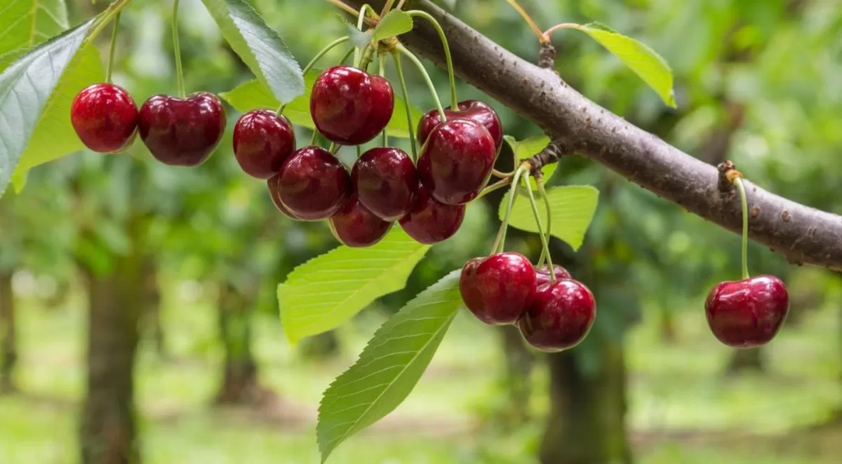 Vyšnių ir trešnių genėjimas