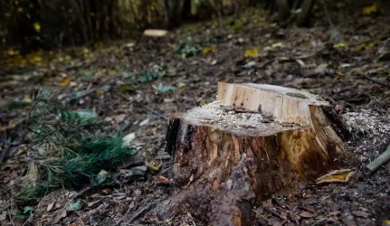 Sostinės senamiestyje „pradingo“ medžiai su visais kelmais