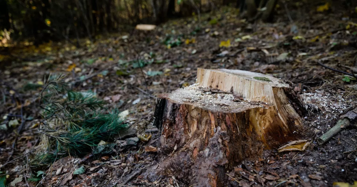 Sostinės senamiestyje „pradingo“ medžiai su visais kelmais