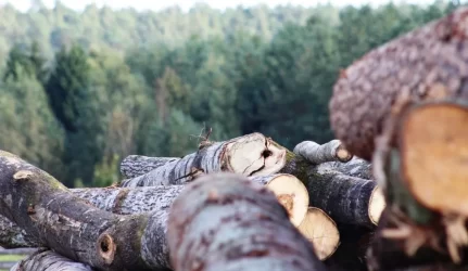 Lietuviai investuoja į butus ir mišką: ką tai pasako