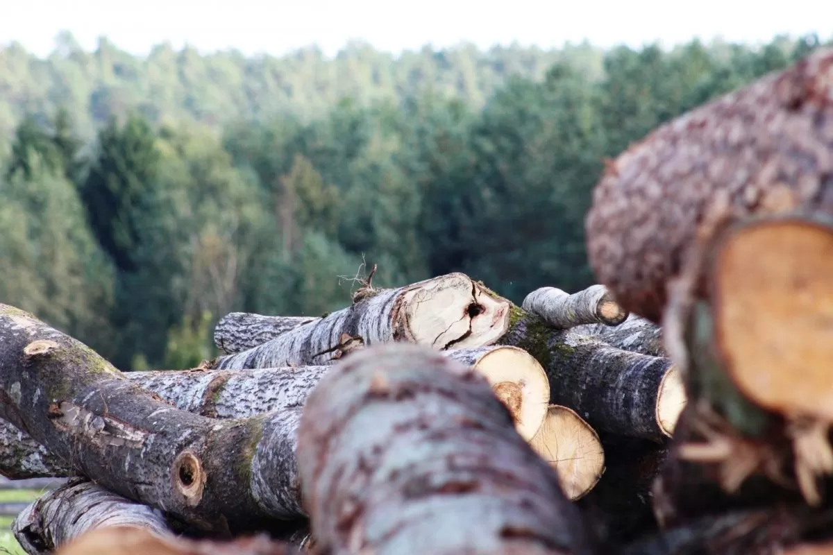 Lietuviai investuoja į butus ir mišką: ką tai pasako