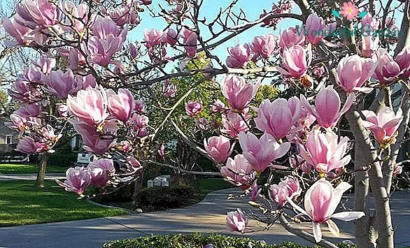 Naujos magnolijų rūšys