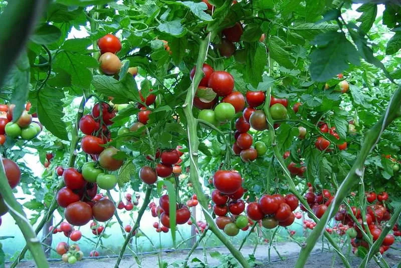 Dekoratyviniai svyrantys pomidorai