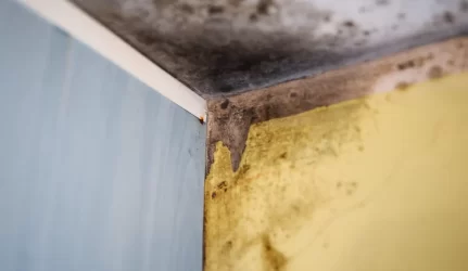 Patarė, kaip prižiūrėti namus, kad juose neįsiveistų pelėsis