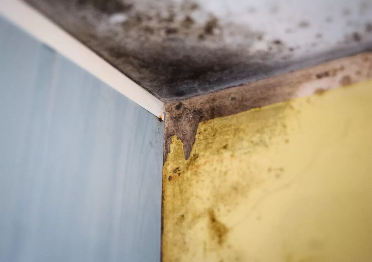 Patarė, kaip prižiūrėti namus, kad juose neįsiveistų pelėsis