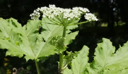 Diskusija apie prievolės naikinti Sosnovskio barštį įteisinimą