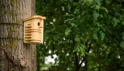 Architektūra paukščiams