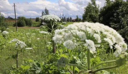 Sosnovskio barščiai