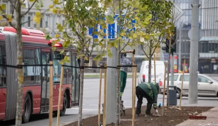 Kuriant žalesnį Vilnių: finišuoja rudeniniai medžių sodinimo darbai