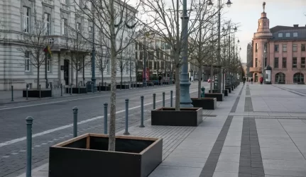 Vilniaus medžius nuo žalingo druskų poveikio vėl saugos aptvėrimai