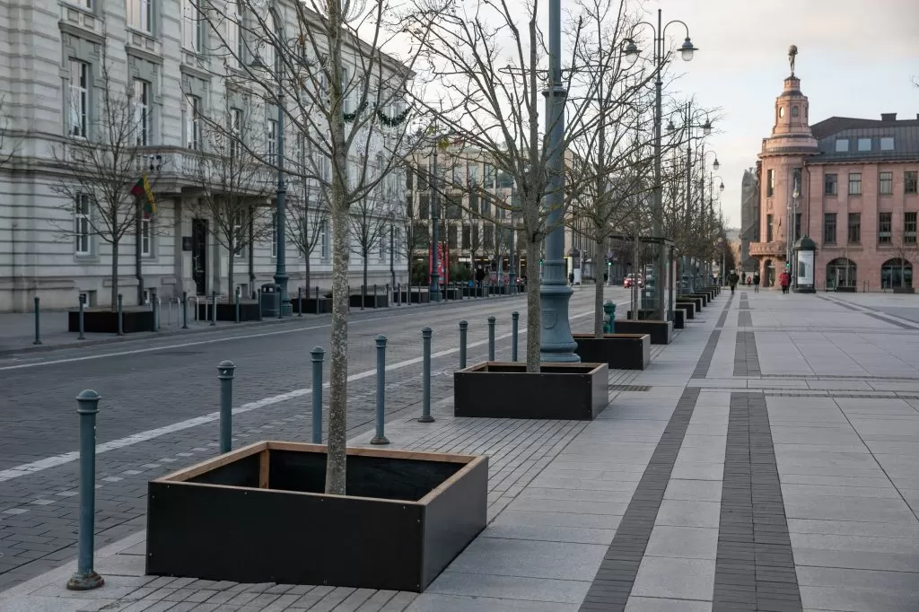 Vilniaus medžius nuo žalingo druskų poveikio vėl saugos aptvėrimai