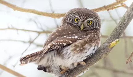 Draudžiamas medžių pjovimas