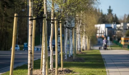 Daugiabučių kiemuose augančius medžius galima genėti pasitarus su seniūnija