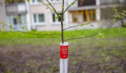Gamta dovanoja – Vilnius saugo: sostinė siūlo savaime išdygusių medžių įteisinimo kelią