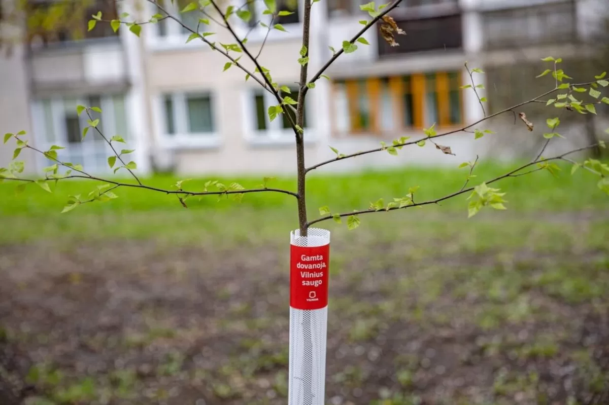 Gamta dovanoja – Vilnius saugo: sostinė siūlo savaime išdygusių medžių įteisinimo kelią