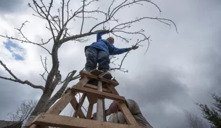 Kur dėti nugenėtas šakas Vilniuje?
