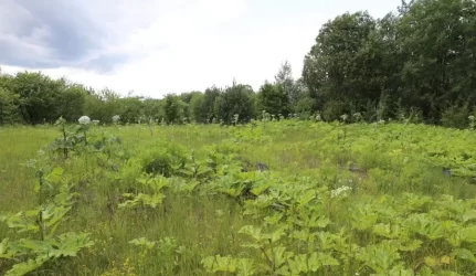 Per 2 metus Vilniuje bus sunaikinta 99 proc. Sosnovskio barščių populiacijos