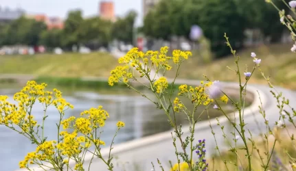 Vilnius ir šiemet tęs tvaraus šienavimo strategiją