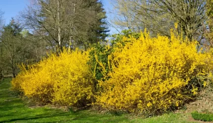 Vilniaus seniūnijos išdalins 5000 krūmų sodinukų bendruomenėms
