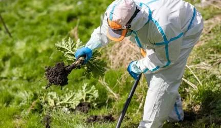 sosnovskio barščiai