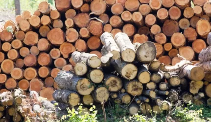 Antrojo pusmečio medienos aukcione daugiausiai medienos nusipirko Lietuvos perdirbimo įmonės